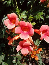 Close-up of pink flowers blooming outdoors