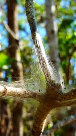 Close-up of tree trunk