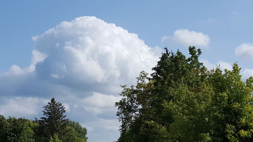 Low angle view of trees against sky