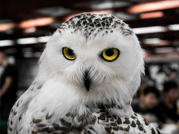 Close-up portrait of owl