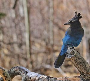 Close-up of bird perching on tree