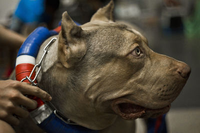 Head and mouth portrait close up of huge dog american pit bull terrier breed champion of weight pull