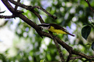 Low angle view of bird perching on branch