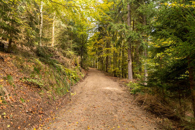 Dirt road amidst trees in forest