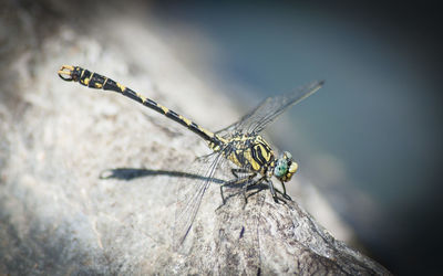 Close-up of dragonfly on rock