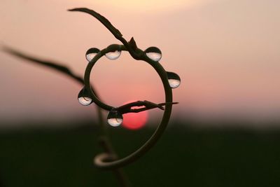 Close-up of drop on plant against sky during sunset