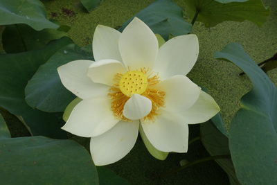 Close-up of white lotus water lily