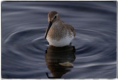 Close-up of duck swimming in lake