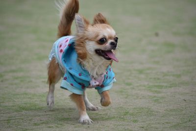 Portrait of dog chihuahua wearing jacket