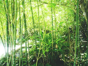 Full frame shot of bamboo trees