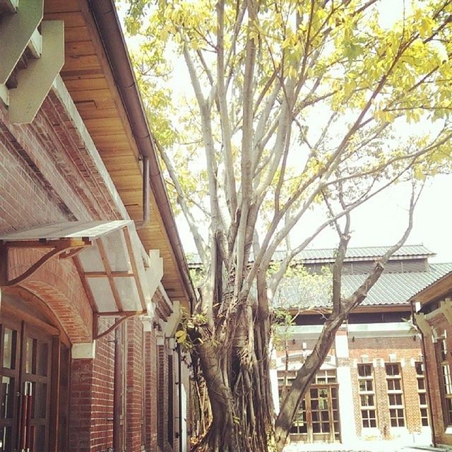 architecture, building exterior, built structure, low angle view, tree, residential building, window, residential structure, house, building, branch, balcony, day, growth, outdoors, city, no people, sunlight, roof, sky