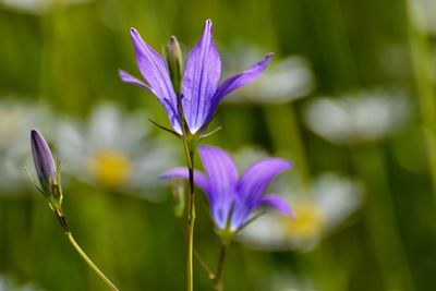 Close-up of purple flowering plant