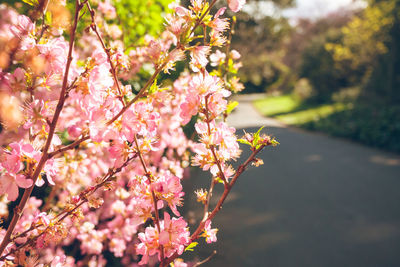 Close-up of pink cherry blossoms in spring