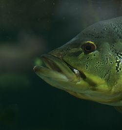 Close-up of fish swimming in aquarium