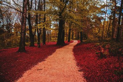 Trees in forest during autumn