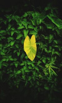 High angle view of yellow flowering plant