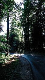 Road amidst trees in forest