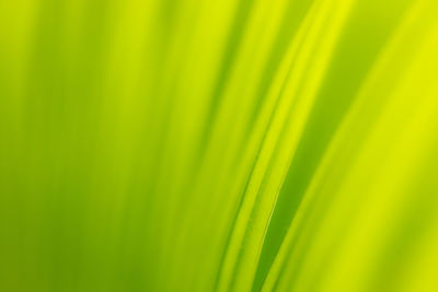 Full frame shot of palm leaf