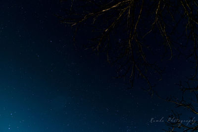 Low angle view of tree against sky at night