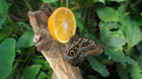 Close-up of butterfly perching on orange by plants