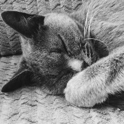 Close-up of cat sleeping