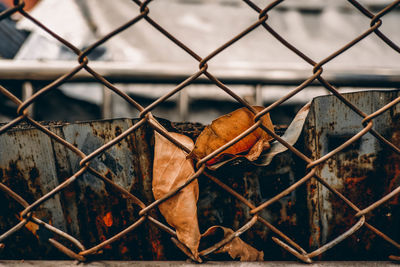 Close-up of dry leaves on chainlink fence