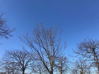 Low angle view of bare trees against clear blue sky