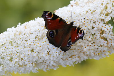 Close-up of butterfly on white flowers