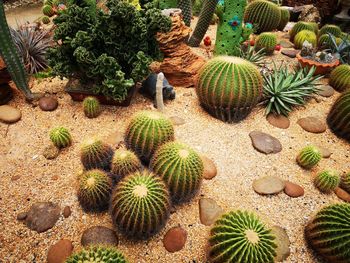 High angle view of succulent plants on field