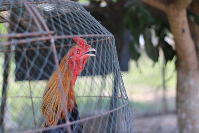 View of a bird in cage