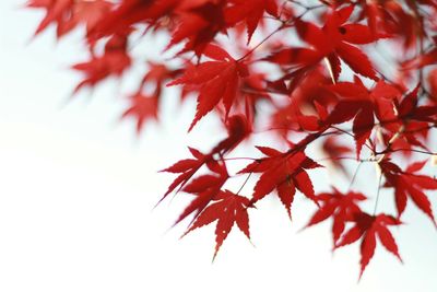 Red leaves on tree branches during autumn