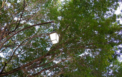 Low angle view of trees in forest against sky