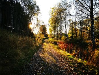 Road amidst trees in forest during autumn