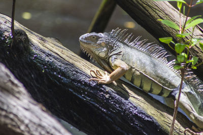 Close-up of lizard on tree