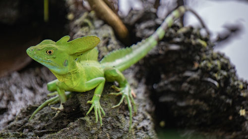 Close-up of a lizard