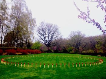 Trees in park