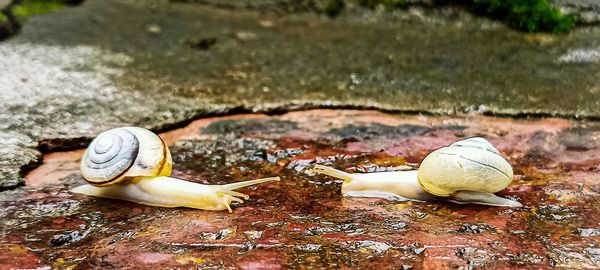 Close-up of snail on beach