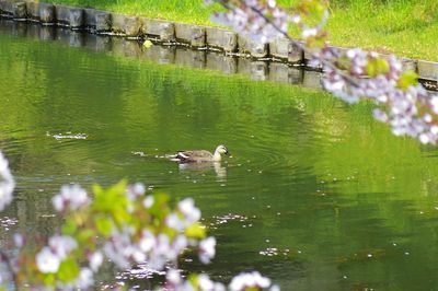 Ducks swimming on lake