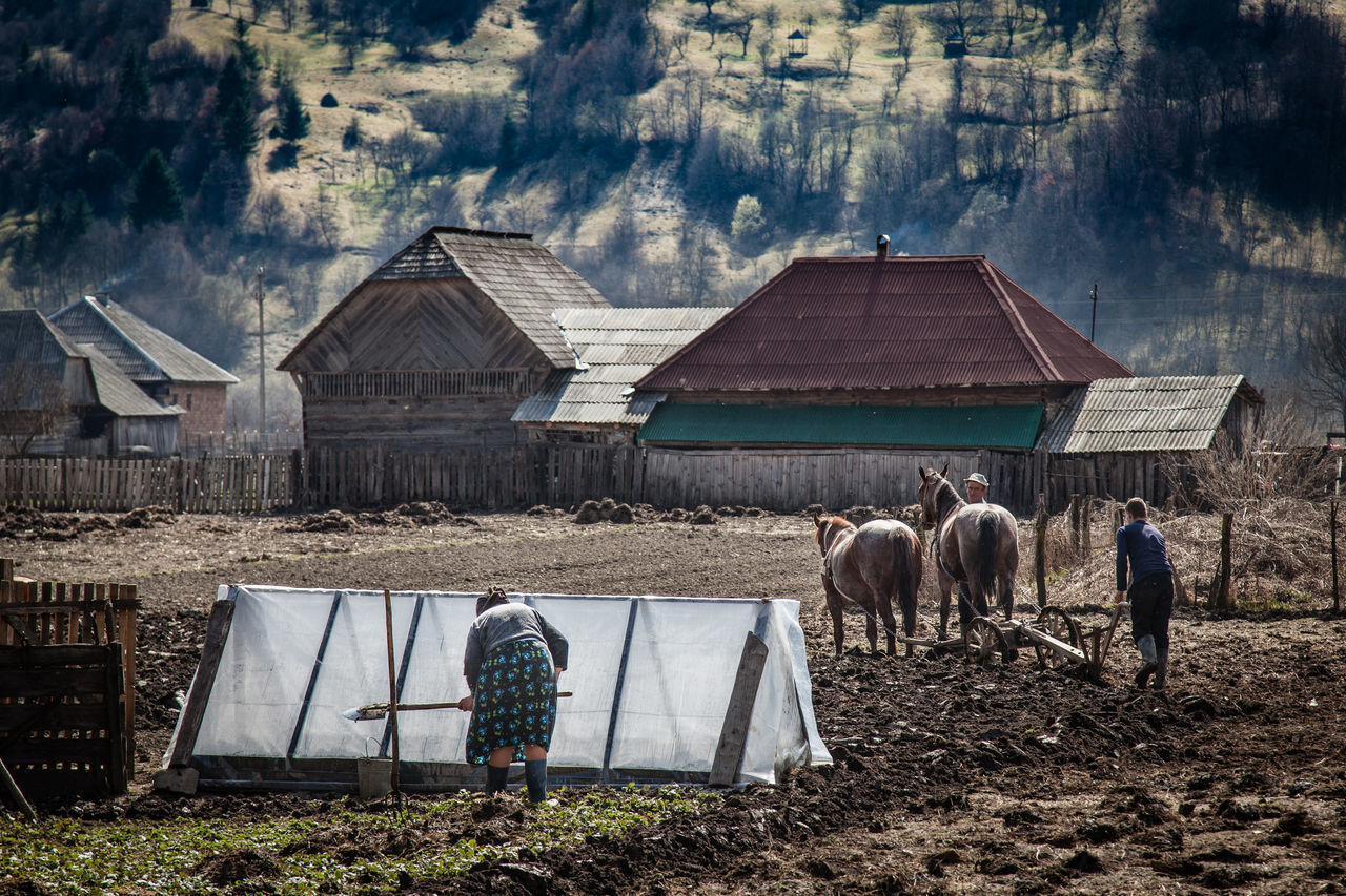 built structure, building exterior, architecture, house, roof, sky, residential structure, day, wood - material, window, outdoors, field, hut, abandoned, residential building, nature, barn, animal themes, chair, building