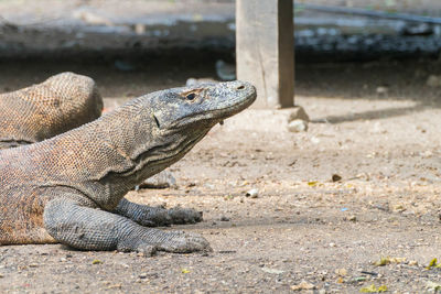 Close-up of lizard