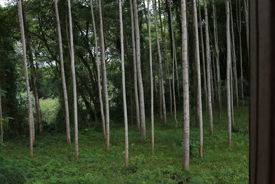 Trees growing in forest
