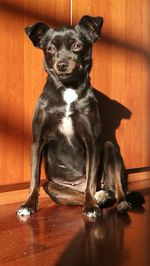 Portrait of black dog sitting on hardwood floor