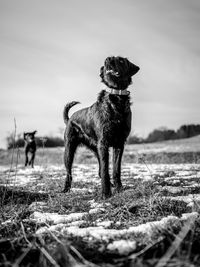 Dog on field against sky