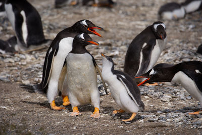 Penguin on field