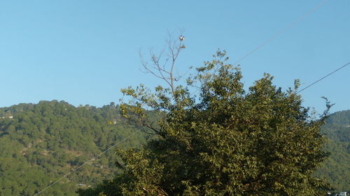 Low angle view of trees against clear blue sky