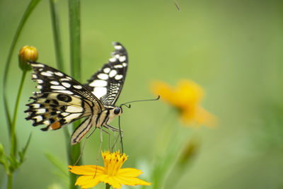 Close-up of butterfly pollinating on yellow flower