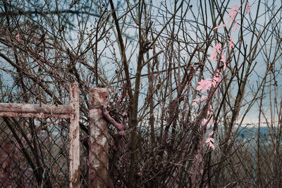 Close-up of fresh pink flower tree against sky