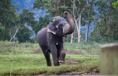 Full length of elephant in a field