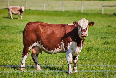 Cows on field