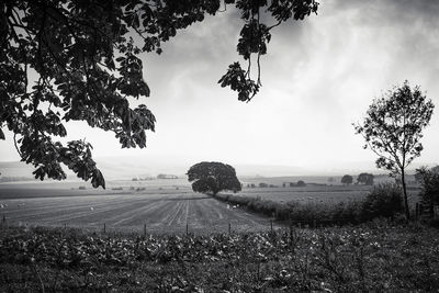 Trees on field against sky